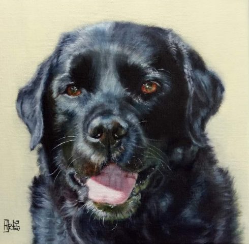 Hondenportret Labrador Mika