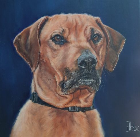 Rhodesian Ridgeback Badu Olieverf op linnen 30x30 cm