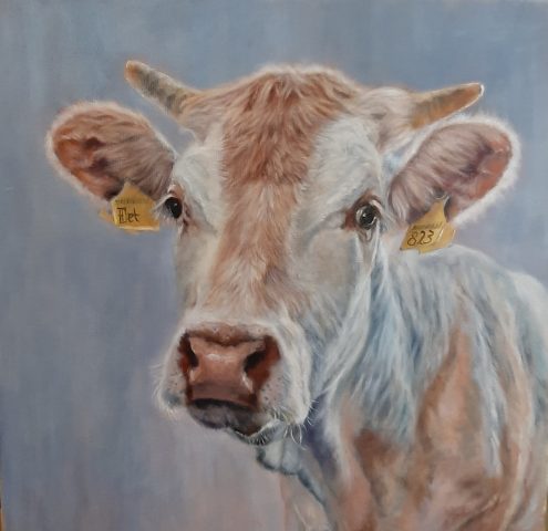 Blonde d'Aquitaine 40x40cm olieverf op linnen. Beschikbaar