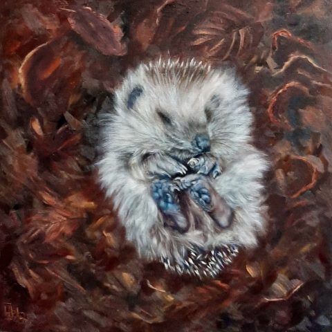 Slapend egeltje olieverf op linnen 40x40cm beschikbaar