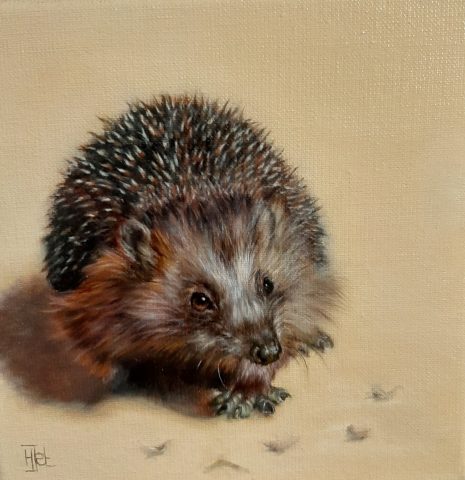 Egeltje Olieverf op linnen 20x20cm beschikbaar