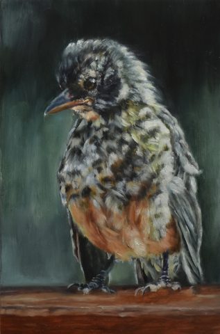 Vogelportret jonge merel olieverf op paneel 10x15 cm
