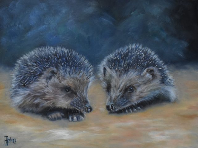 Egelportret olieverf op linnen 30x40 cm