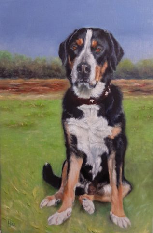 Grote Zwitserse sennenhond Boris 40x60 cm olieverf